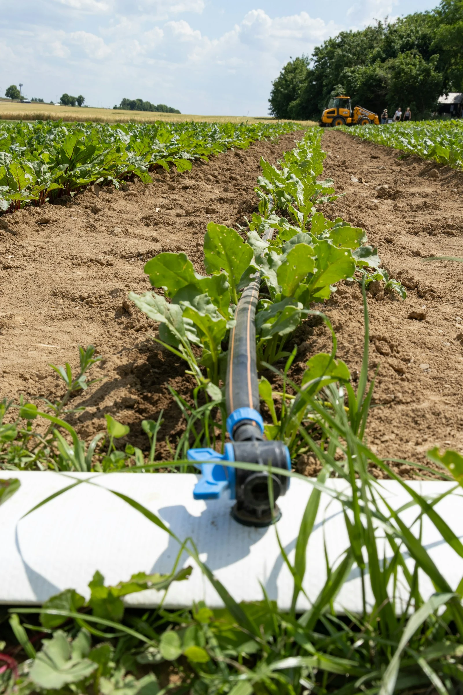 Water irrigation detail