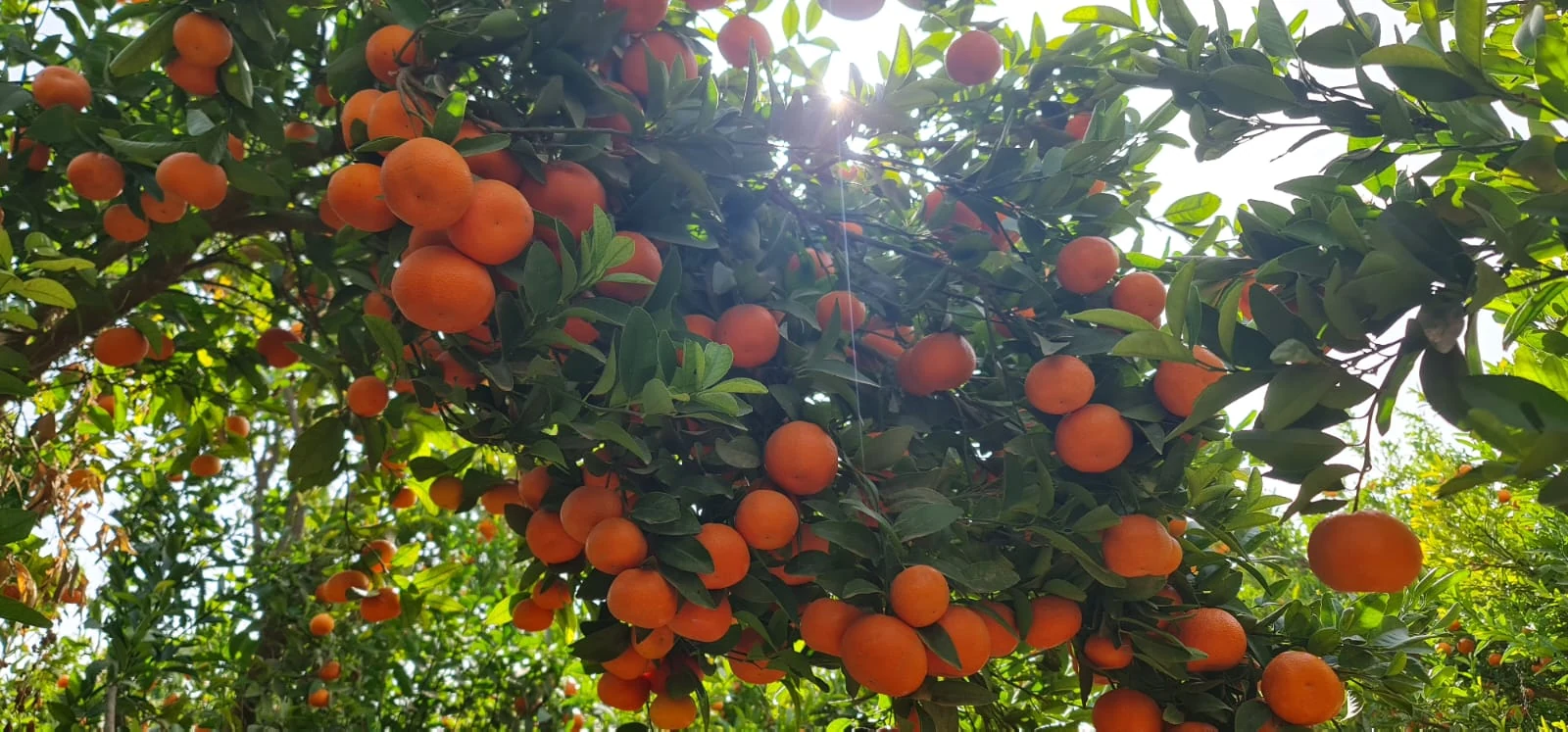 Field inspections in the orchards